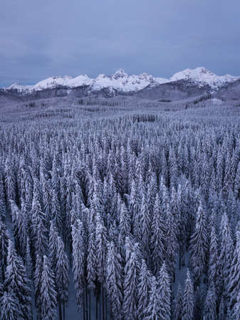 Snow covered winter forest landscape aerial view with pines and mountains in the background. Cold morning sunrise with alpenglow.の写真素材