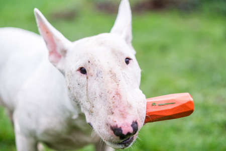 English bull terrier holding a toy in its mouth with full of dirt on itの写真素材