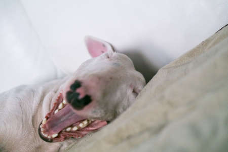 English Bull terrier just woke up and yawningの写真素材