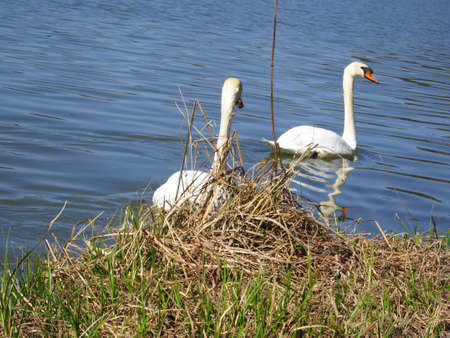 Two swans in a pond at spring at sunny dayの写真素材