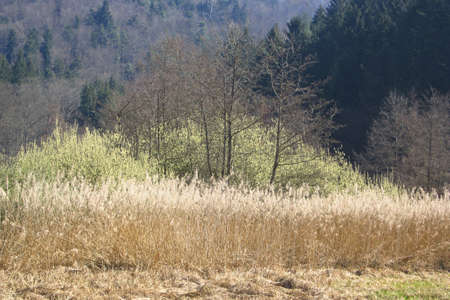 Abstract telephoto shot of a forest in spring with layers of grass, trees and pinesの写真素材