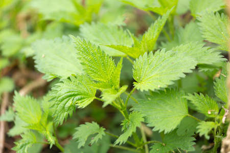 Stinging nettle leaves as background growing in the wild. Beautiful texture of nettle. Healthy food for detoxの写真素材