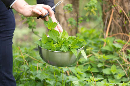 Woman gathers nettle at spring garden for healthy detoxify soup and teaの写真素材