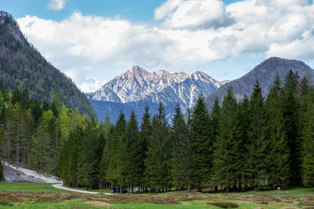 Spring in Krma valley at the Julian Alps with wild flowers blooming, Triglav national park, Sloveniaの素材 [FY310124690092]