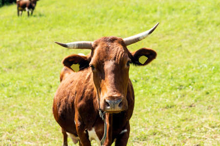 Closeup portrait of a red. brown cow looking at camera, at eco organic farmの写真素材