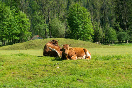 Closeup portrait of a red. brown cow looking at camera, at eco organic farmの写真素材