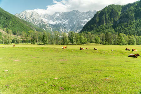 Small herd of cows eating fresh grass on an organic farm with beautiful mountain alps in the backの写真素材