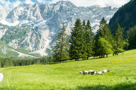 Flock of sheep grazing the grass in the mountains. Eco farm organic products conceptの写真素材