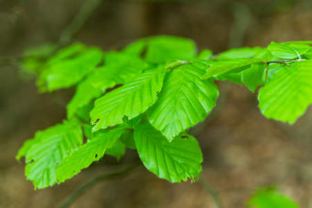 green leaves on the forest background, closeup