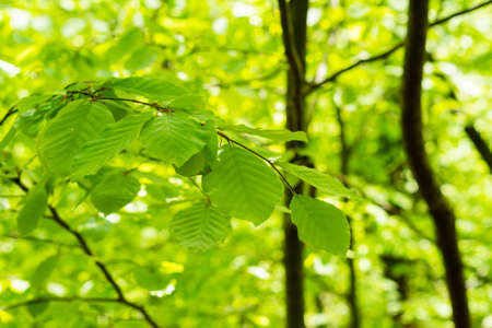green leaves on the green background, closeup