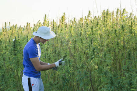 Young innovative farmer growing and checking fresh agricultural hemp in the summer countryside farm...