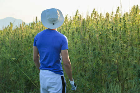 Young innovative farmer growing and checking fresh agricultural hemp in the summer countryside farm fieldの写真素材
