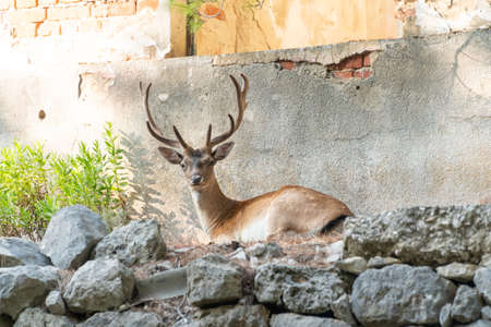 Portrait of majestic powerful young red deer stag in nature