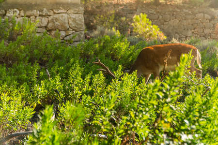 Portrait of majestic powerful young red deer stag in nature with sun flareの写真素材