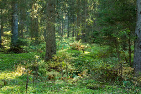 Morning sunrise light in European alps pine forest