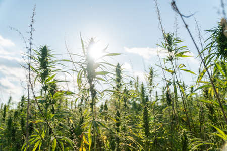 Marijuana plants at outdoor cannabis farm field. Hemp plants used for CBD and healthの写真素材
