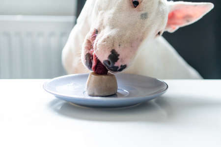 Bull terrier dog sitting on the chair and eating raspberry and ice cream from the plate on kitchen tableの写真素材