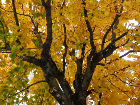 Looking at beautiful colored autumn tree from below