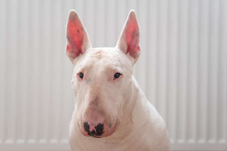 Portrait photo of white bull terrier with white backgroundの写真素材