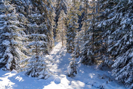 Winter forest of spruces tree in sunlight. Calm wintry morning scene with fresh snow at Pokljuka,...