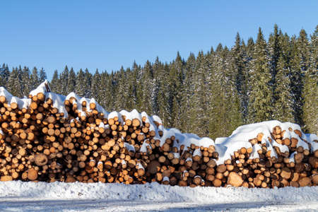 Forest pine trees log trunks felled by the logging timber industry covered with snow in winter