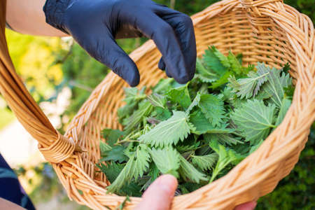 Woman picking nettle for healthy detoxify soup and tea at spring gardenの写真素材