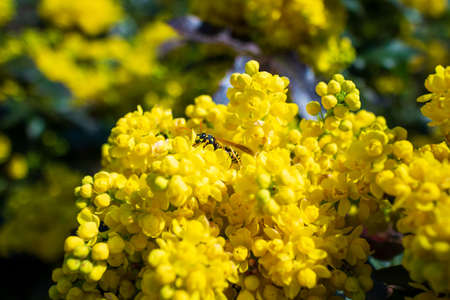 European common wasp Vespula vulgaris posing on a flower
