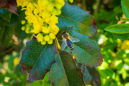 Honey Bee on Yellow Flower. Close Up Macro