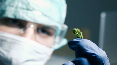 Scientist examining cannabis buds in a laboratory with gloves and mask.の写真素材