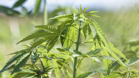 Young cannabis hemp plants growing in the farm field and moving in wind with sun shining.