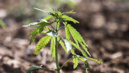 Single young cannabis hemp plant growing growing from dirt moving in wind with sun shining. Slow...