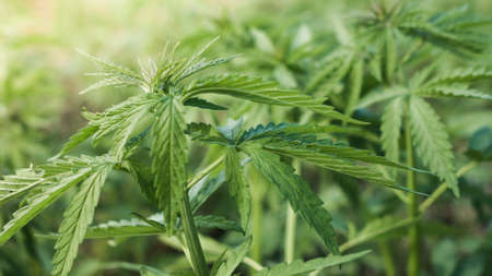 Young cannabis hemp plants growing in the farm field and moving in wind with sun shining.
