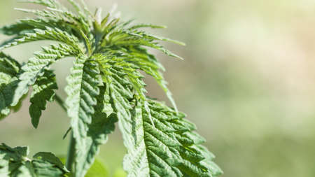 Young cannabis hemp plants growing in the farm field and moving in wind with sun shining.の写真素材