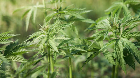 Young cannabis hemp plants growing in the farm field and moving in wind with sun shining.の写真素材