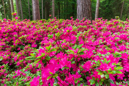 Pink flowers in a forest at Park Brdo near Kranj, Sloveniaの写真素材