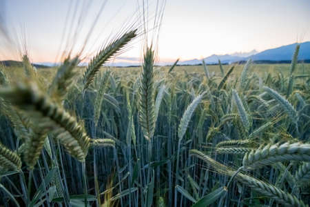 Wheat Field at Sunset. Ears of wheat close up. Harvest and harvesting concept. 4k resolution, slow motion.の写真素材