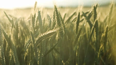 Wheat Field at Sunset. Ears of wheat close up. Harvest and harvesting concept. 4k resolution, slow motion.の写真素材