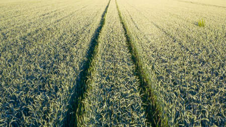 Aerial view of green wheat field. Drone flying over Beautiful Natural Wheat field at sunset. 4k resolution, slow motion.の写真素材