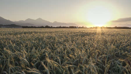 Aerial view of green wheat field. Drone flying over Beautiful Natural Wheat field at sunset. 4k resolution, slow motion.の写真素材