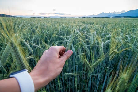 Growing wheat field in summer at sunset.