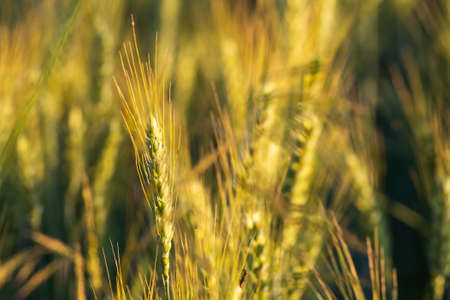 Growing wheat field in summer at sunset.の写真素材