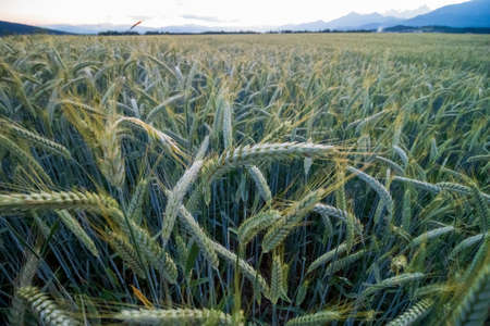 Growing wheat field in summer at sunset.
