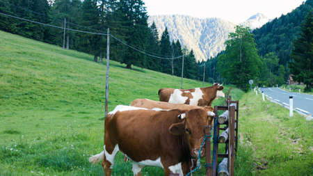 Cattle in a Alpine mountain pasture. Grass fed cows are rich in Omega-3 fatty acids.の写真素材