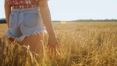 Young woman walking in sunset on a wheat field. Freedom and happiness concept.の写真素材