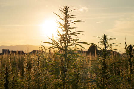 Cannabis or Marijuana plants with sunshine on field.の写真素材