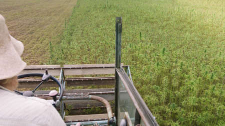 Over the soulder shot of a farmer harvesting Hemp with combine.の写真素材