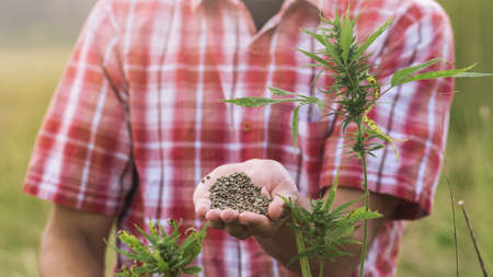 Hemp farmer holding Cannabis seeds in hands on farm field outside.の写真素材