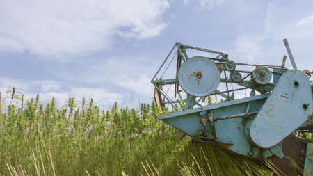 Hemp combine harvester collecting Cannabis for Cbd Cannabidiol used in many health benefits.の写真素材