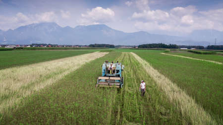 Aerial view of Hemp combine harvester collecting Cannabis sativa plants for Cbd production on a farm field.の写真素材