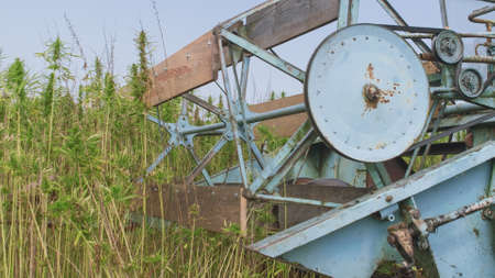 Farmer harvesting Hemp with combine on a field outside. Cannabis sativa plants rich with Cbd.